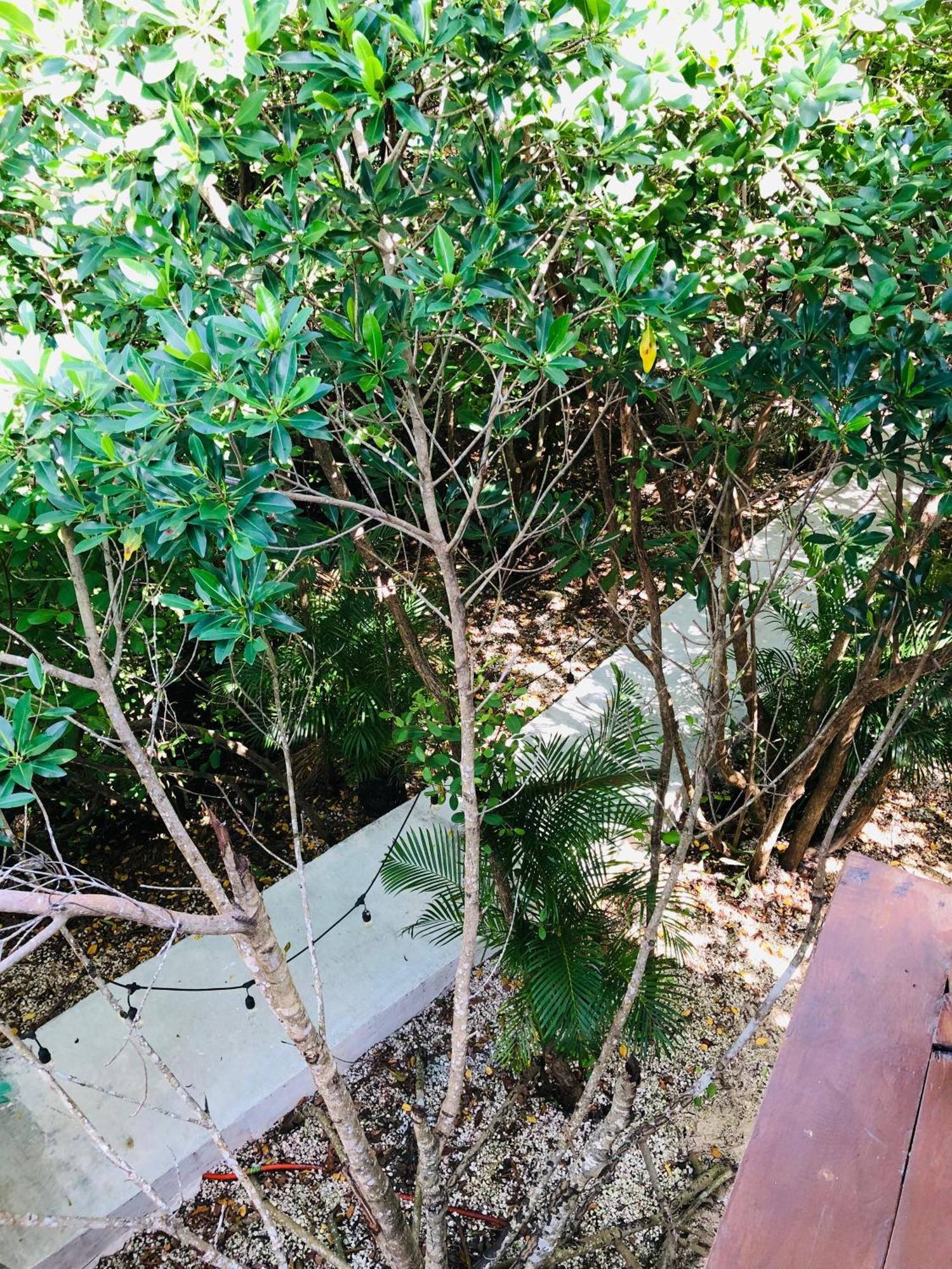 Cabanas Tulum - Aldea Mangle & Cenote Экстерьер фото